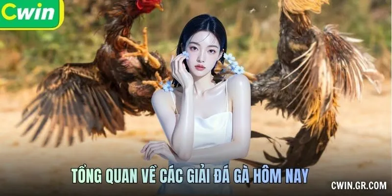 Tổng quan về các giải đá gà hôm nay