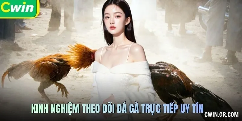 Kinh nghiệm theo dõi đá gà trực tiếp uy tín